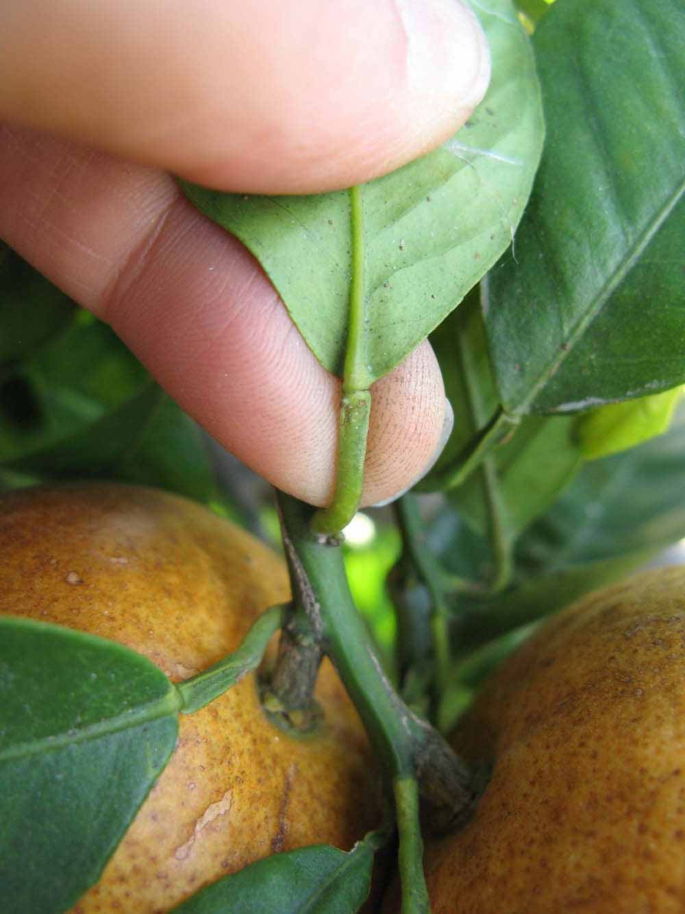              Petiole (Winter Haven, FL)       